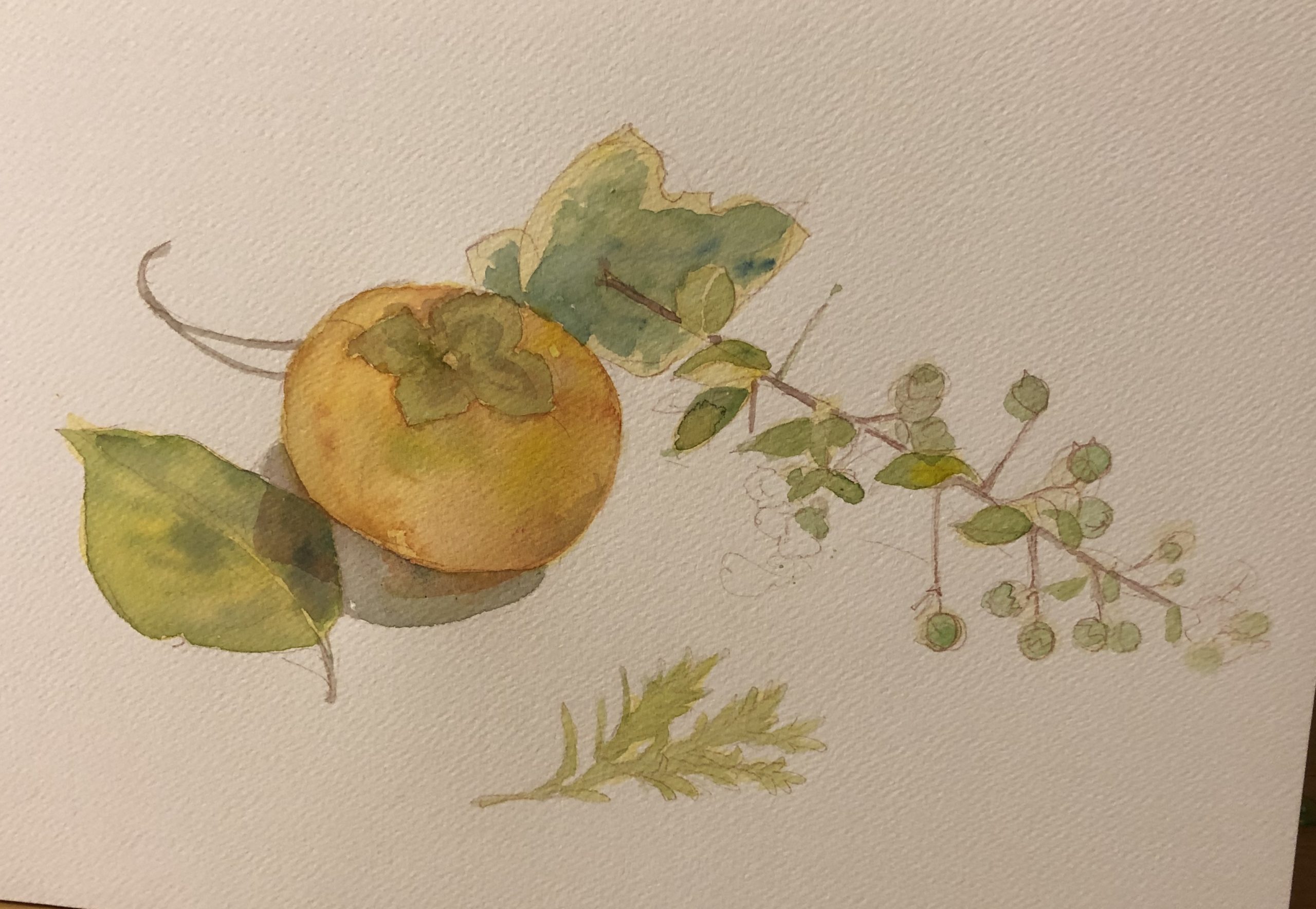 秋の味覚、柿を描いてみた！ 枯葉庭園-水彩読本
